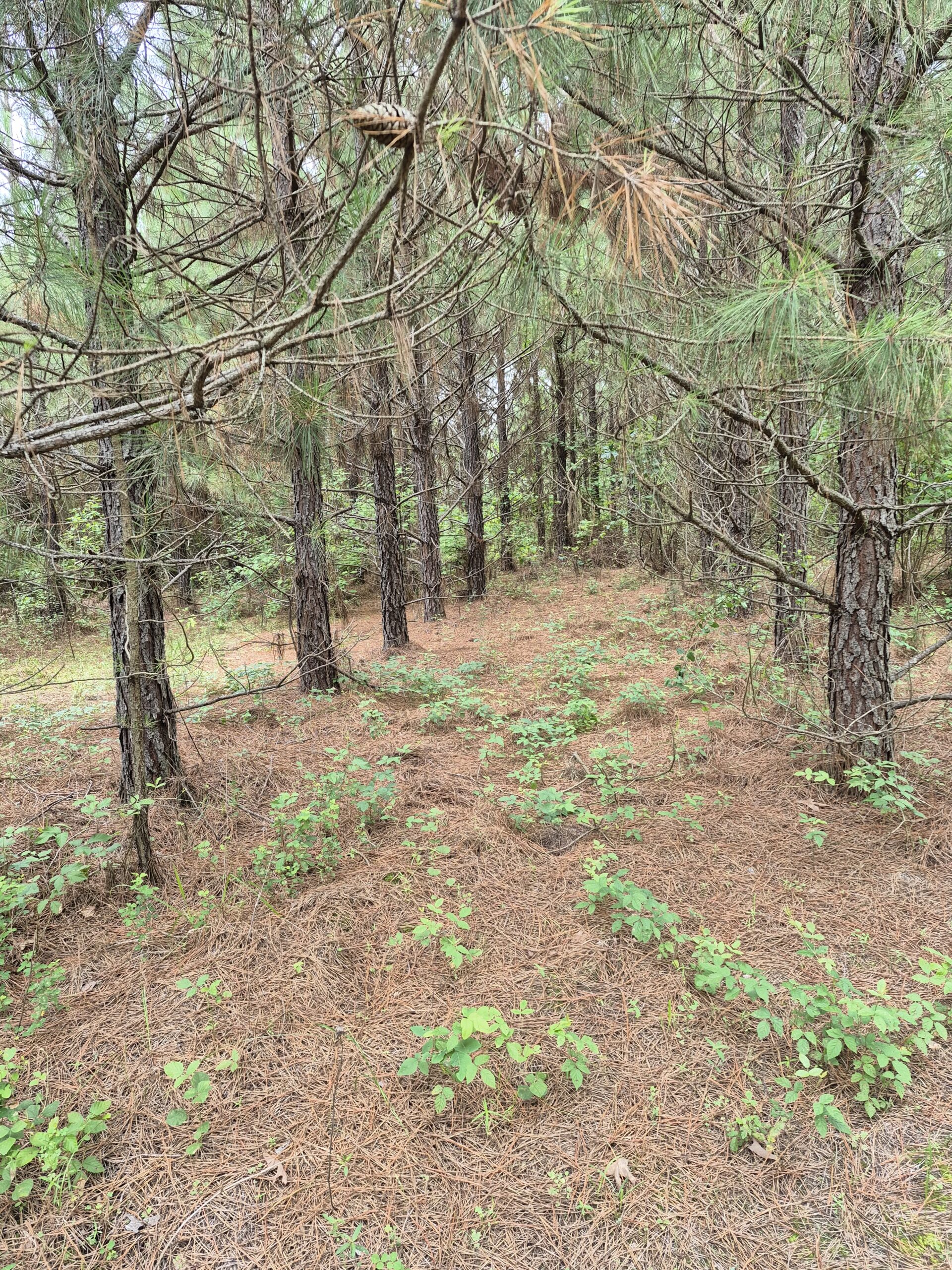 Recreational/Whitetail and hunting property with income producing pine timber