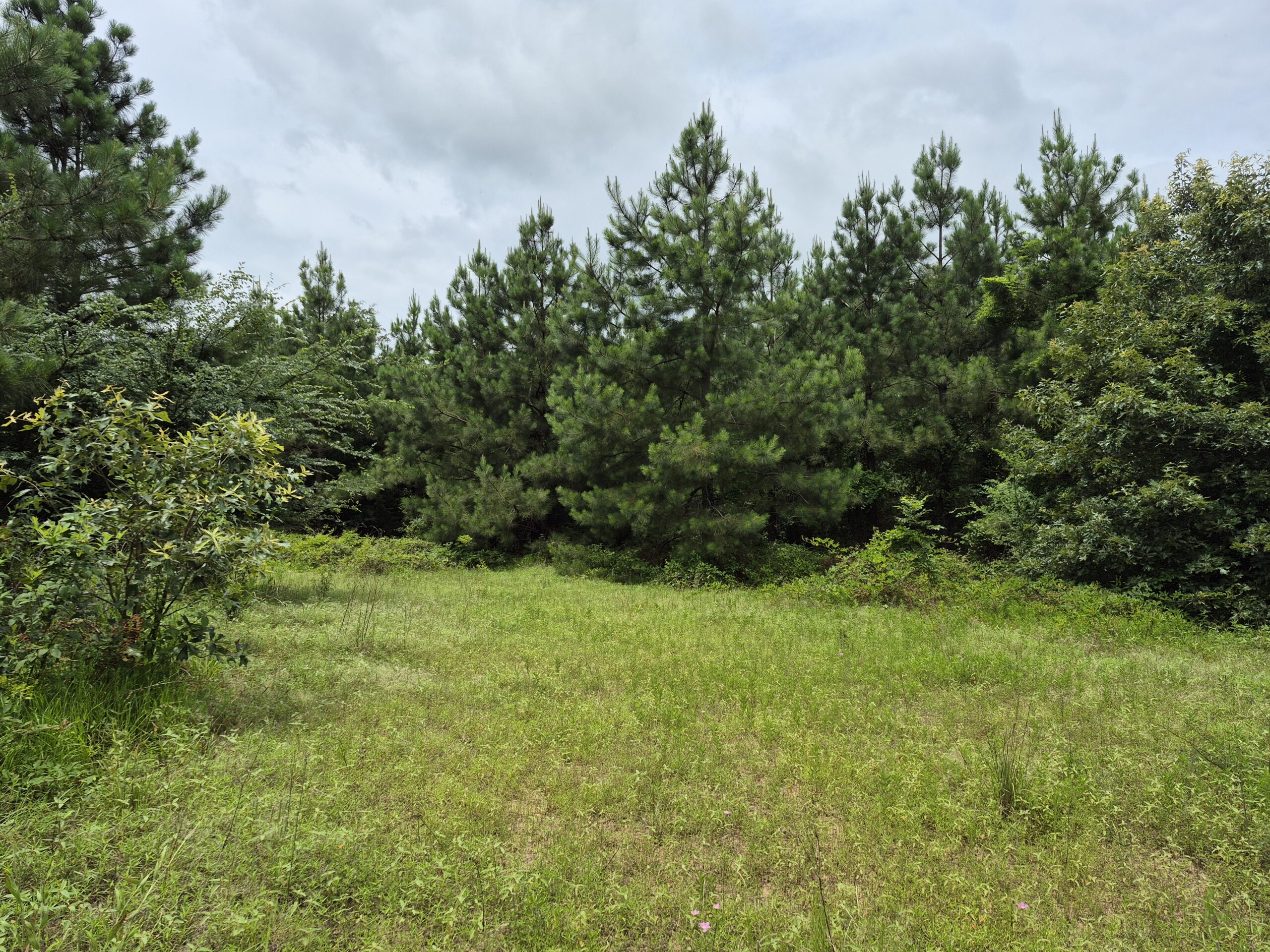 Recreational/Whitetail and hunting property with income producing pine timber