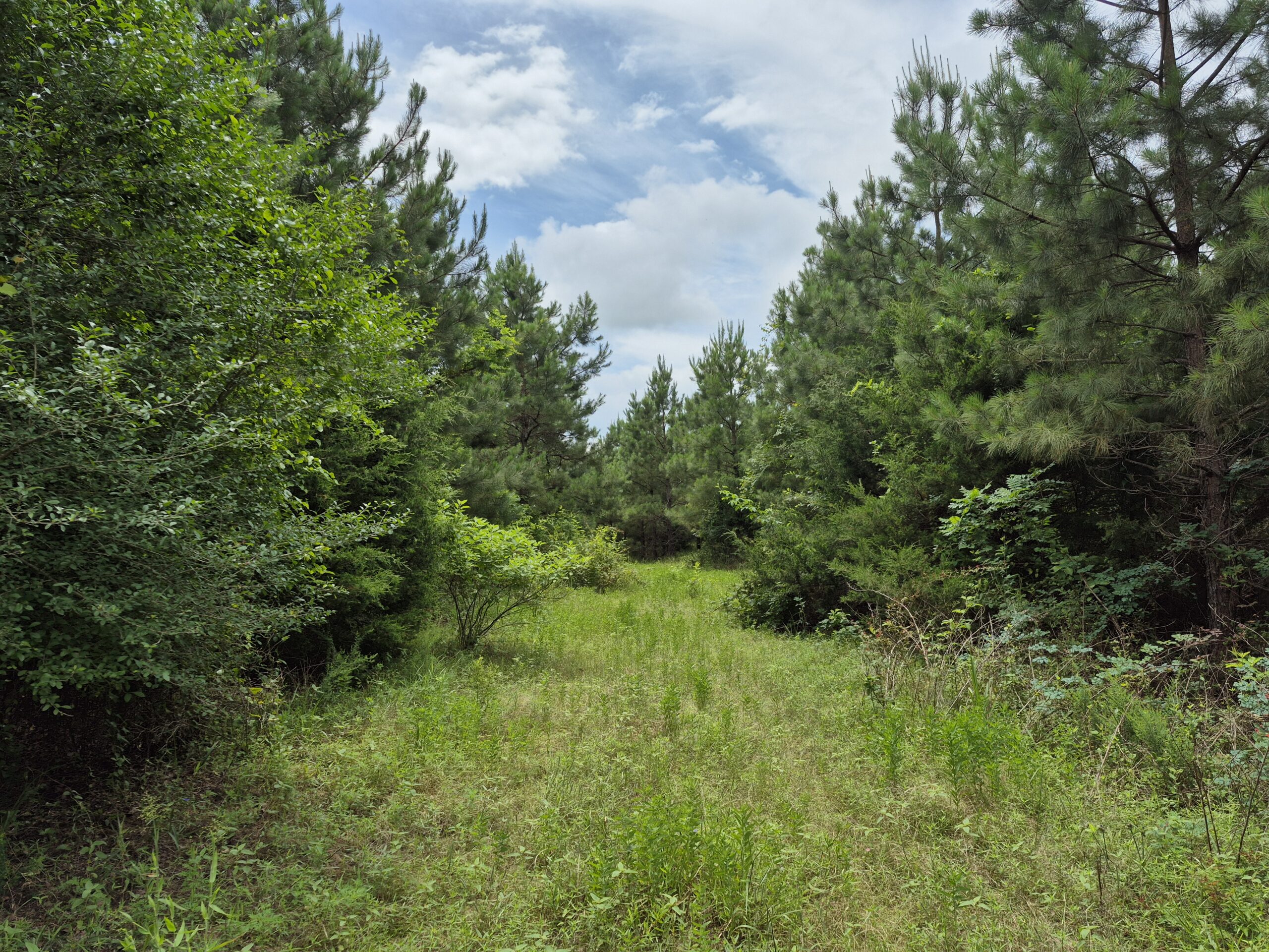 Recreational/Whitetail and hunting property with income producing pine timber