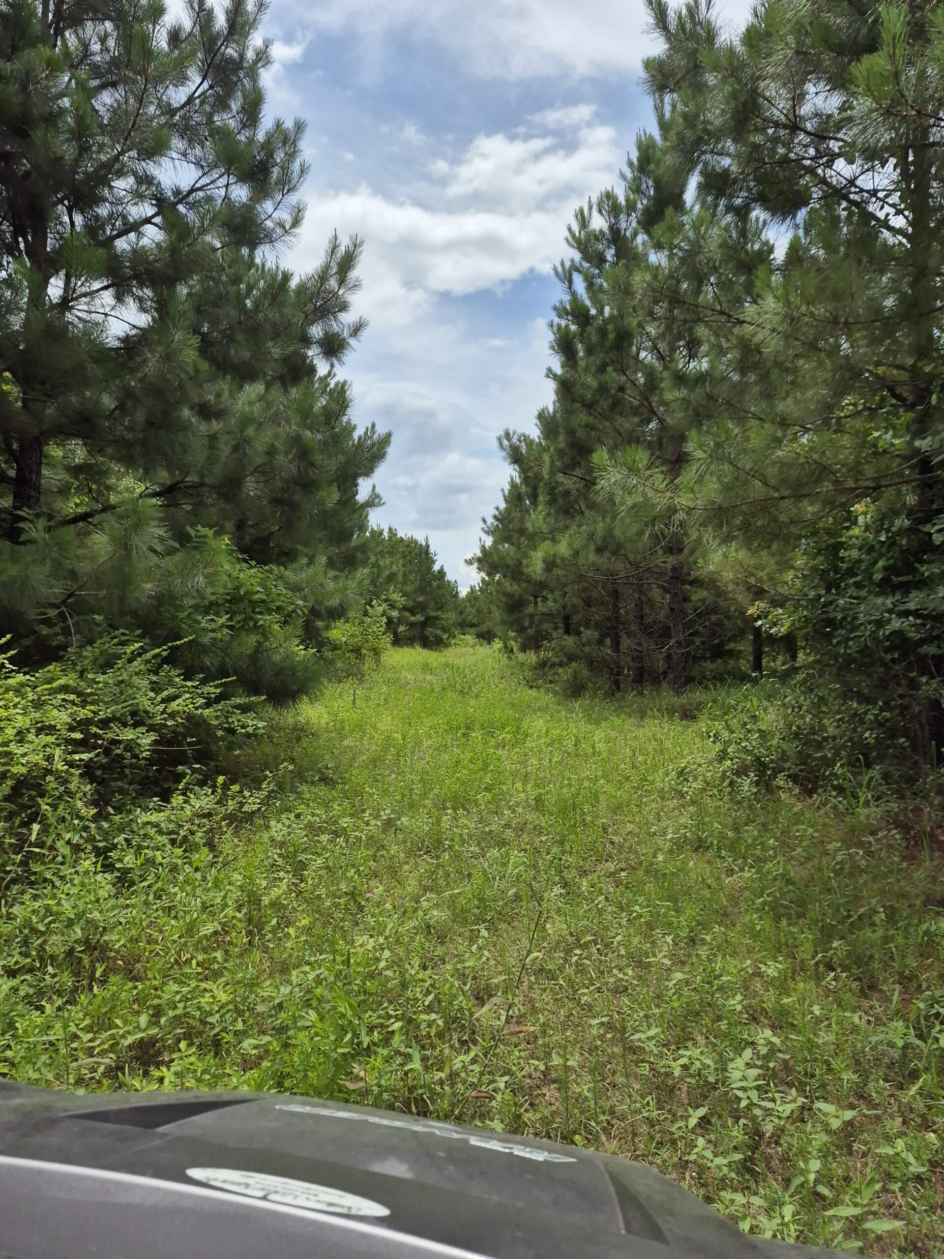 Recreational/Whitetail and hunting property with income producing pine timber