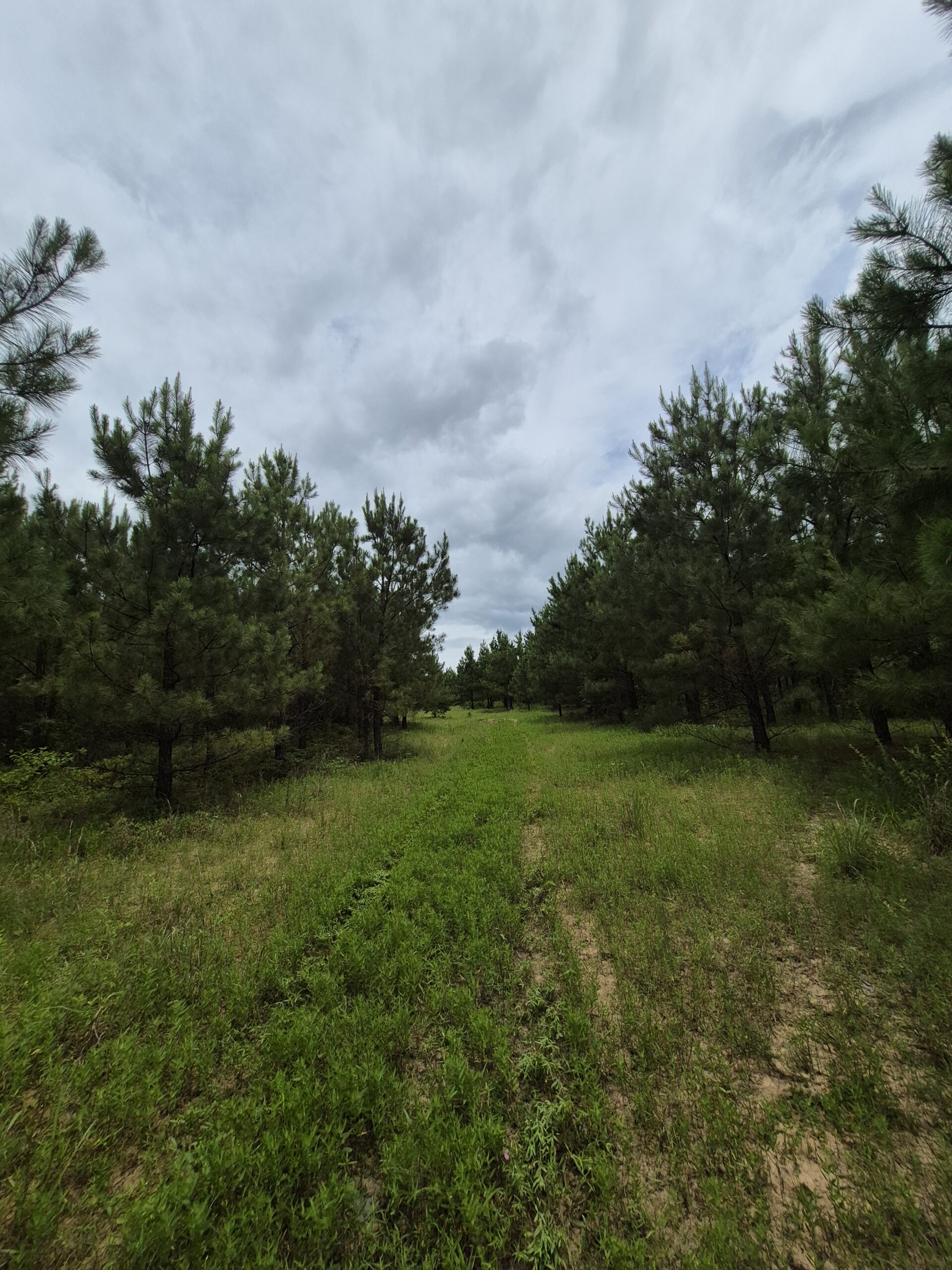 Recreational/Whitetail and hunting property with income producing pine timber