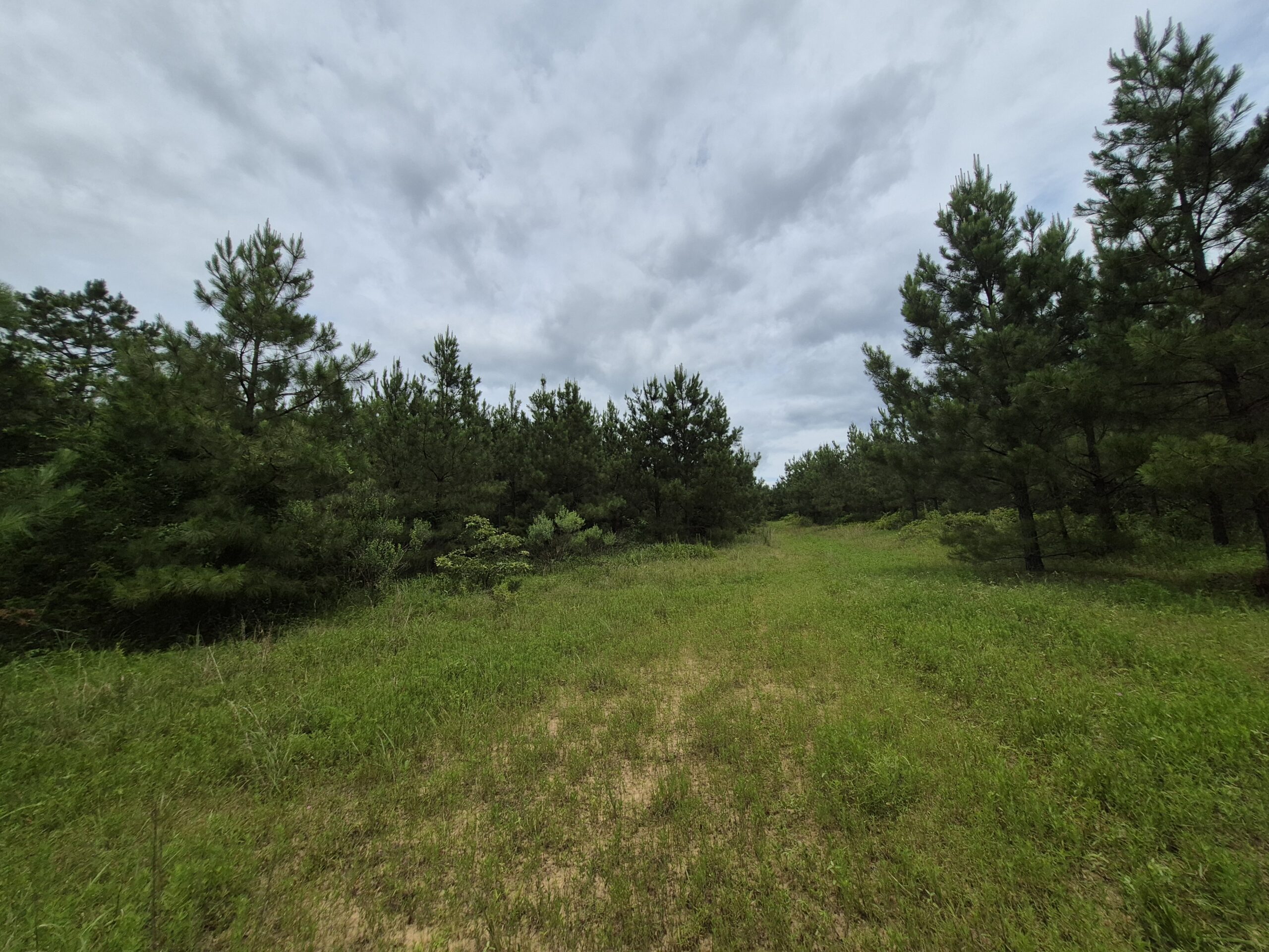 Recreational/Whitetail and hunting property with income producing pine timber