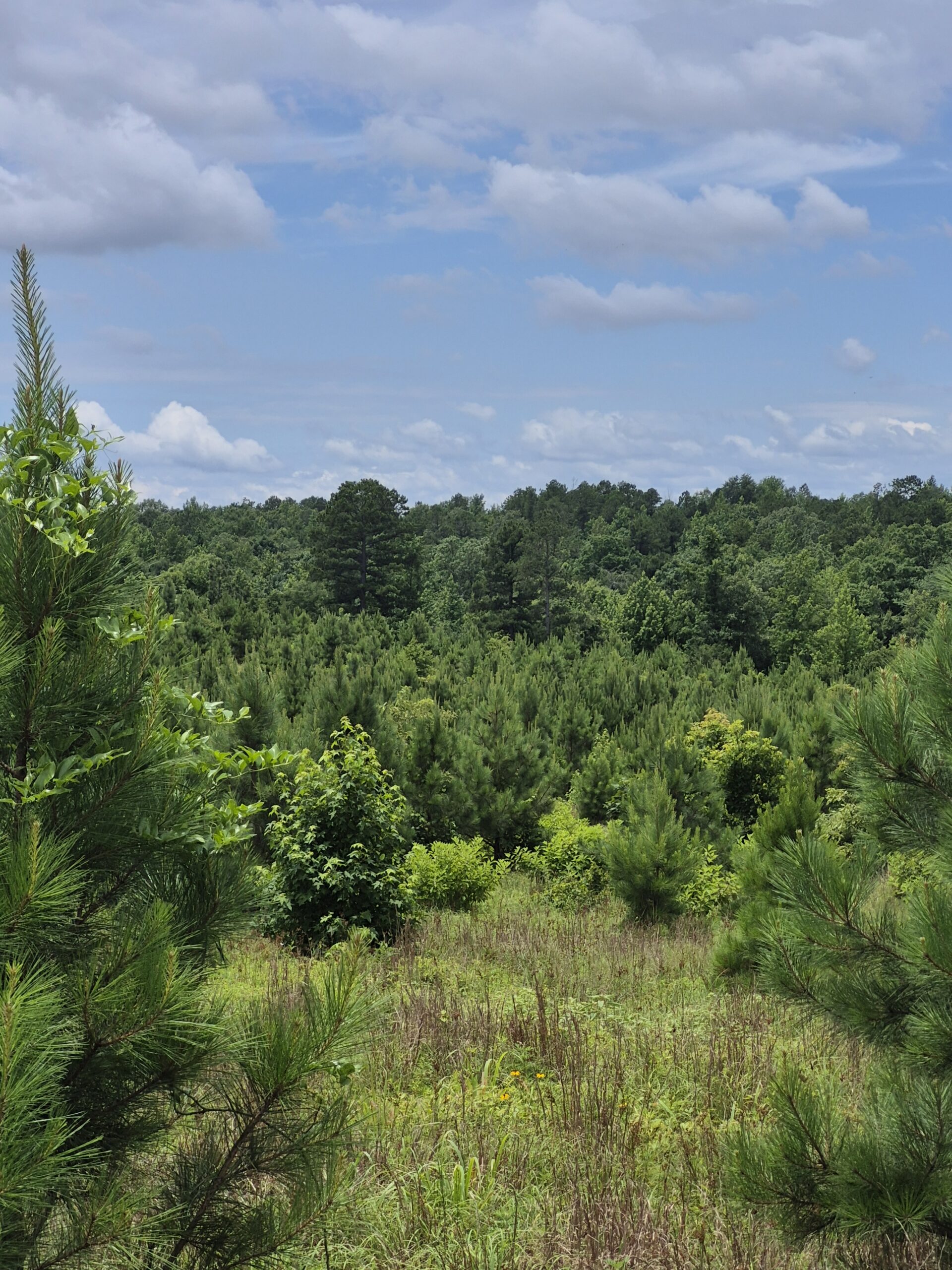 Recreational/Whitetail and hunting property with income producing pine timber