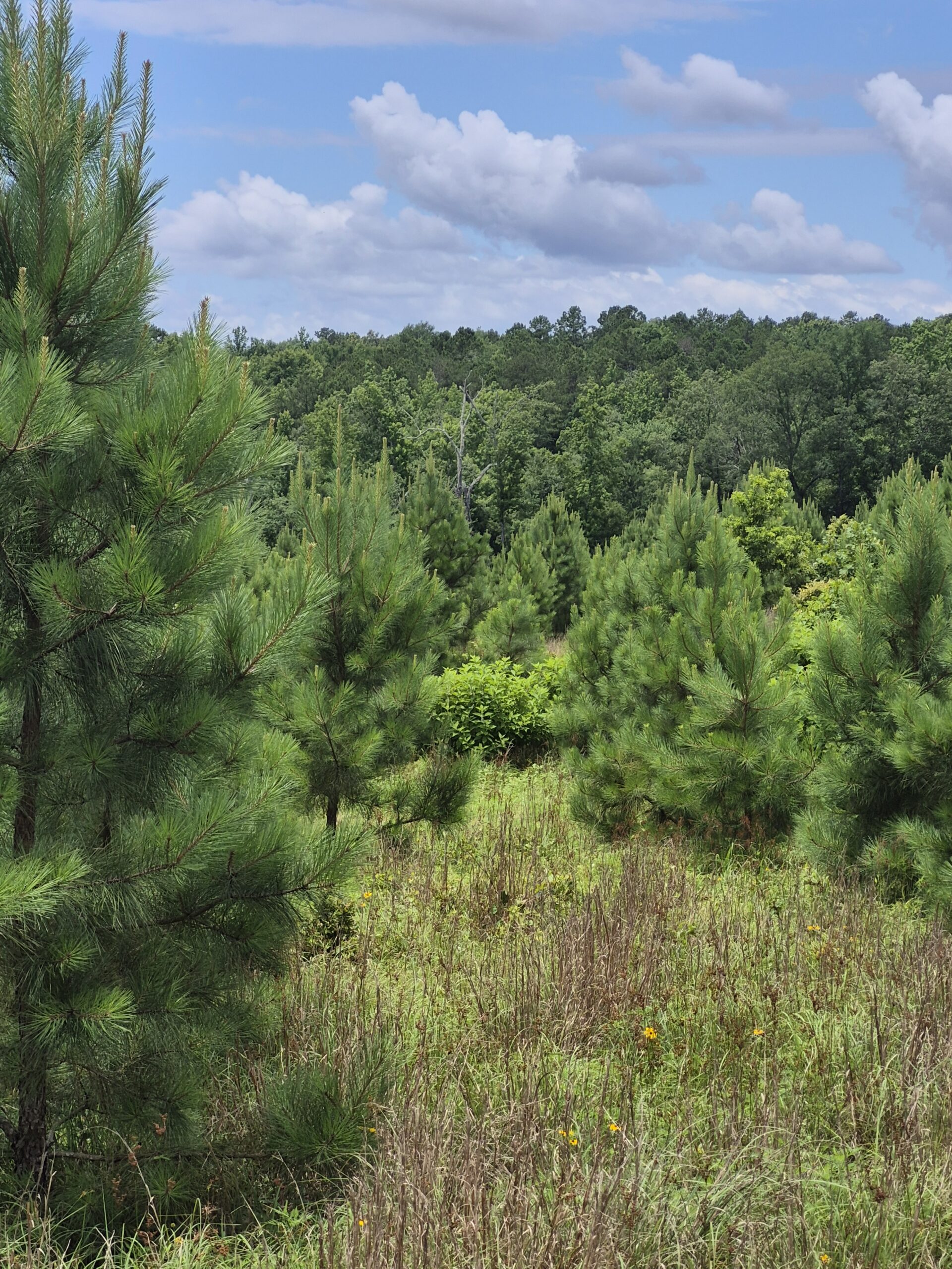 Recreational/Whitetail and hunting property with income producing pine timber