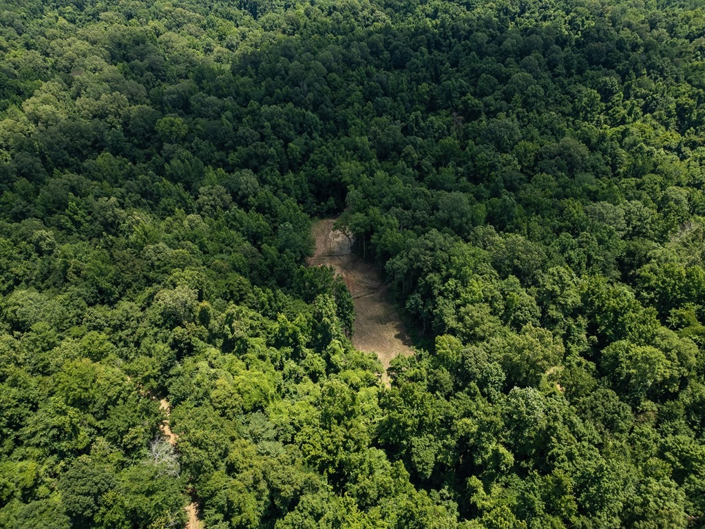 Hunting Land in Claiborne County, MS – Lonesome Pine