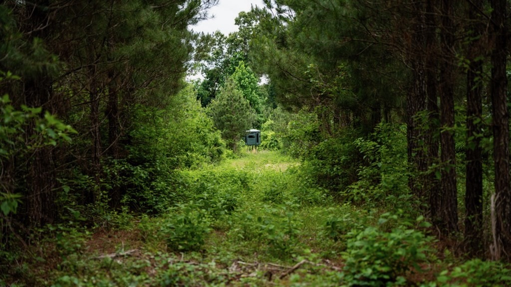 Hunting Land in Morehouse Parish, LA – Cypress Bayou 85