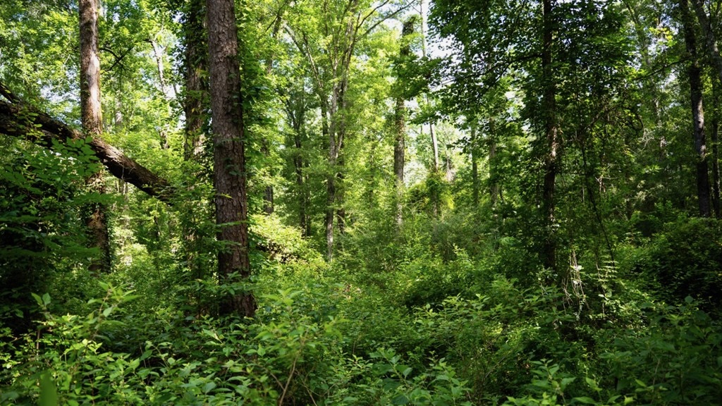 Clinton 30 Acres for Sale – Rural Land Near Baton Rouge, LA