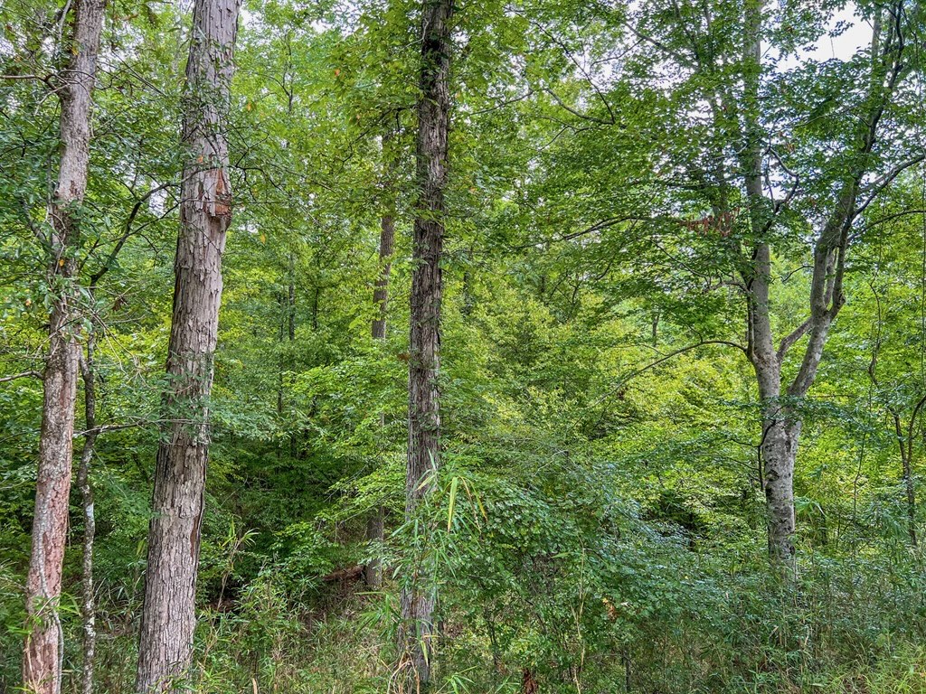 Hunting Land for Sale in Hinds County, MS
