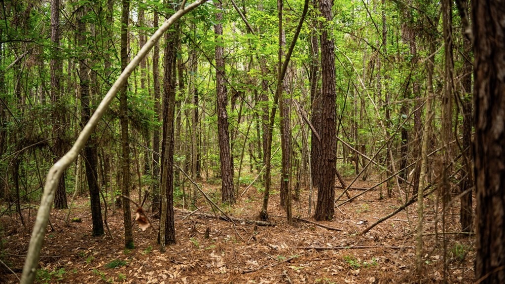 Hunting Land Near Homochitto National Forest, MS