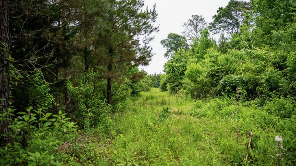 Hunting Land in Morehouse Parish, LA – Cypress Bayou 85
