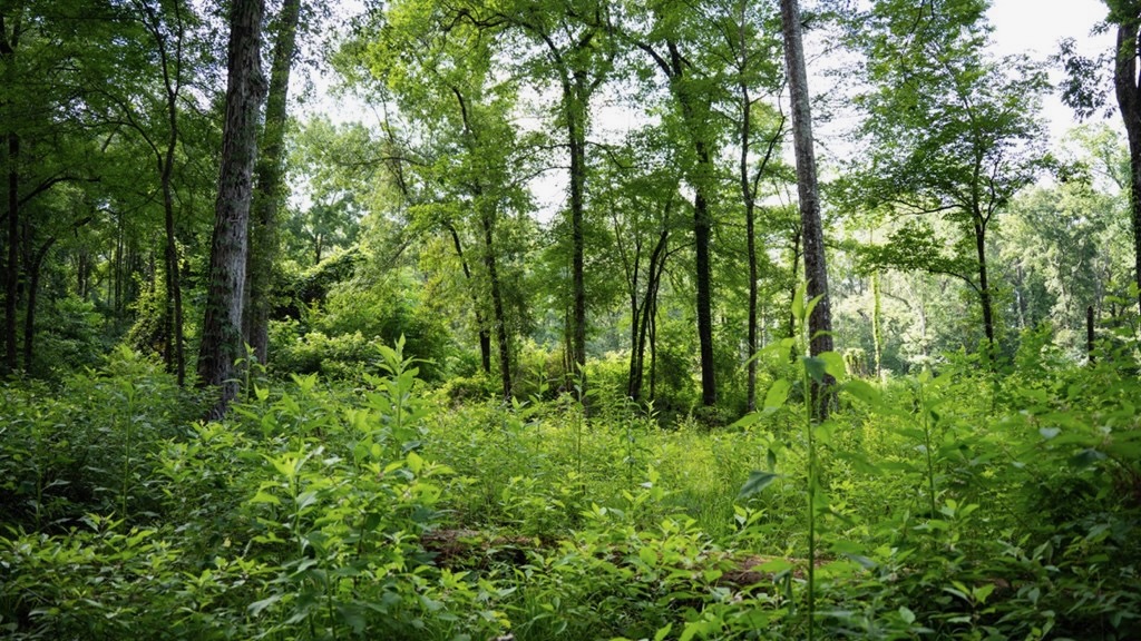 Clinton 30 Acres for Sale – Rural Land Near Baton Rouge, LA