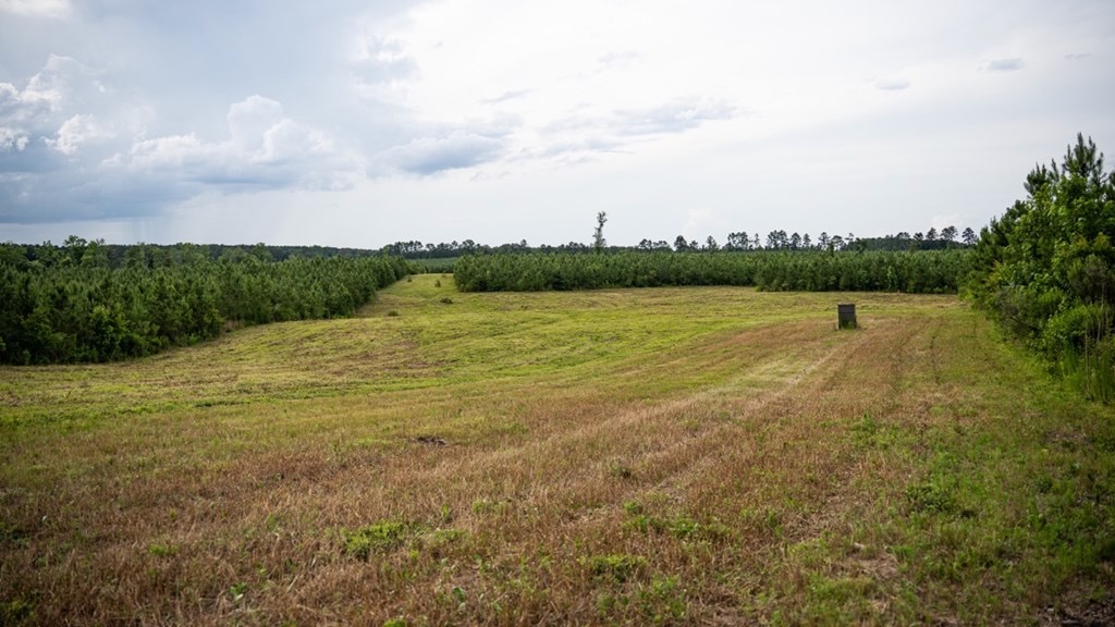 Mississippi Hunting Land – Easy 88 in Magnolia/Osyka