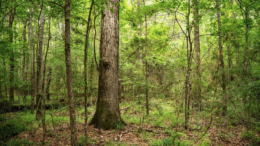 Hunting Land Near Homochitto National Forest, MS