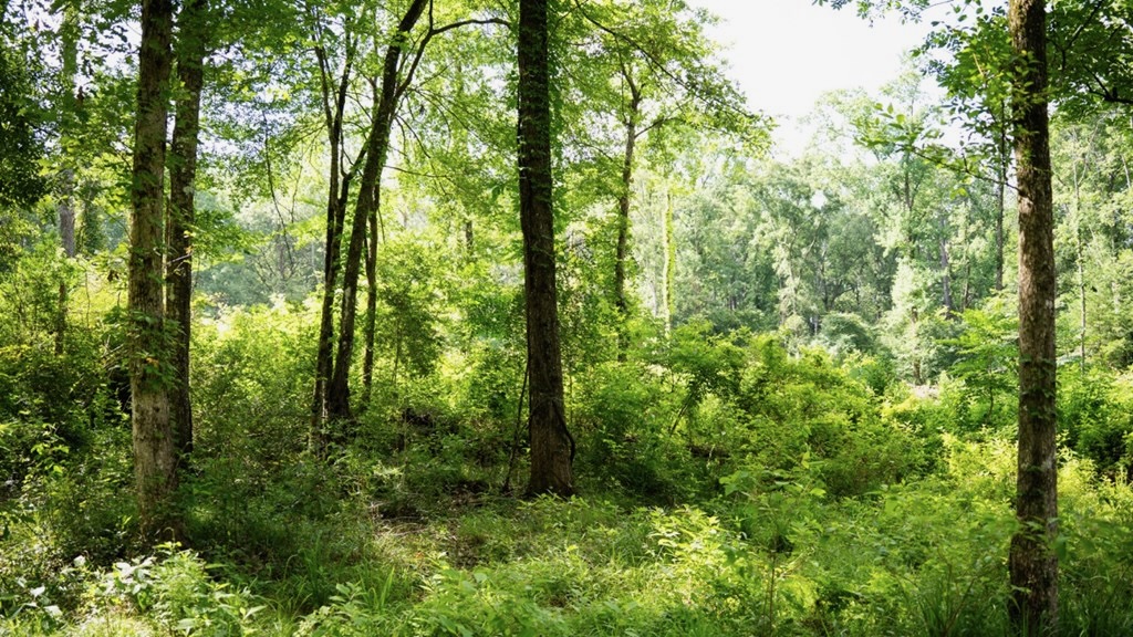 Clinton 30 Acres for Sale – Rural Land Near Baton Rouge, LA