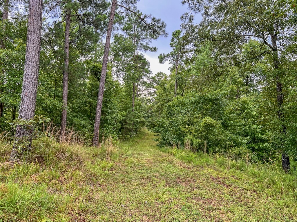 Hunting Land for Sale in Hinds County, MS