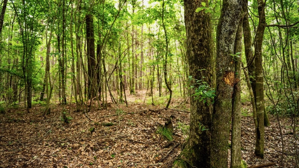 Hunting Land Near Homochitto National Forest, MS