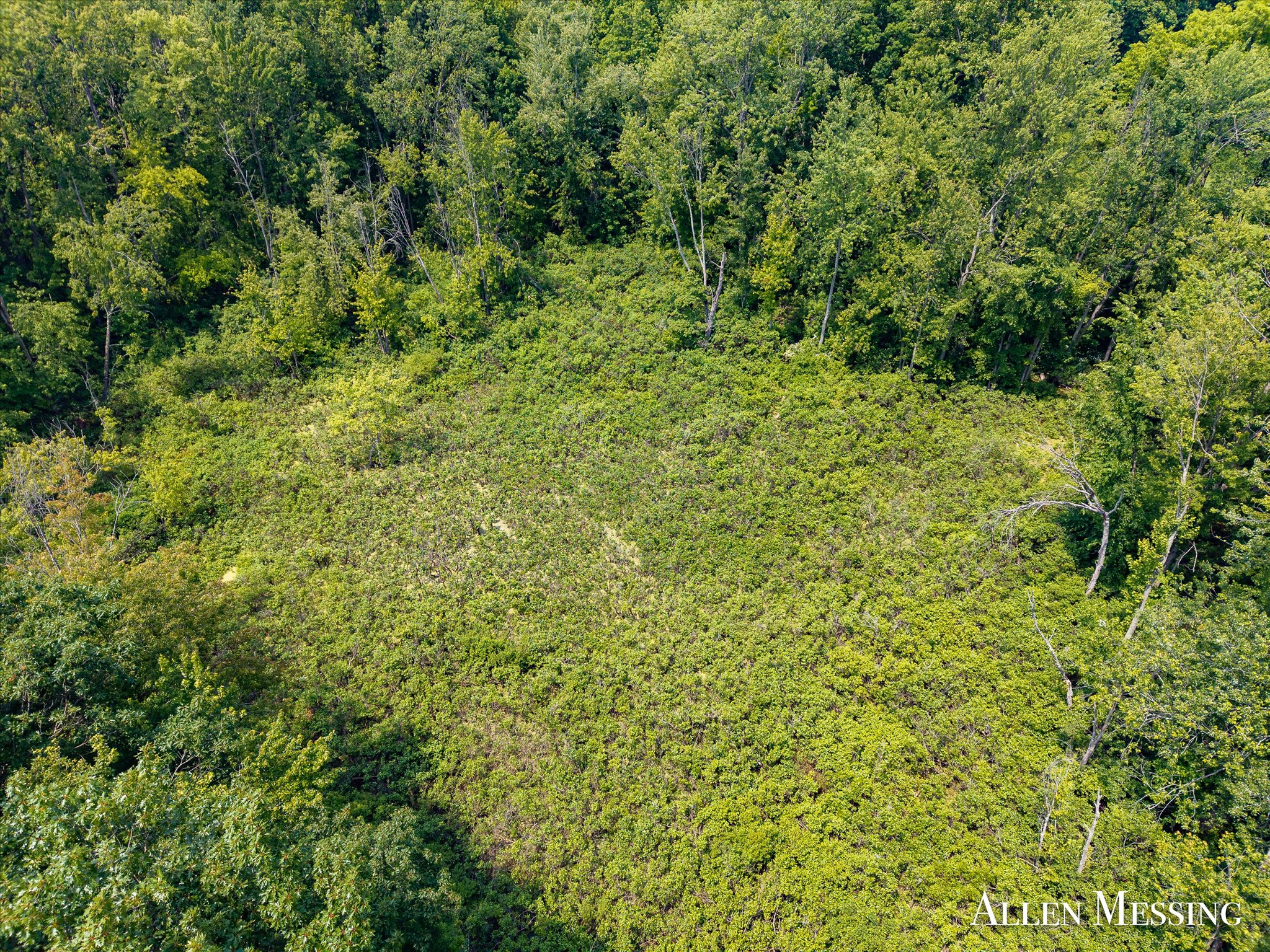 31+ Acre Property Excellent Hunting Habitat Allegan Cty MI