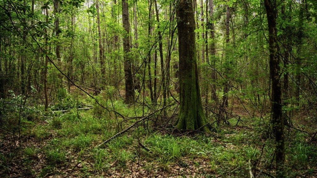 Hunting Land Near Homochitto National Forest, MS