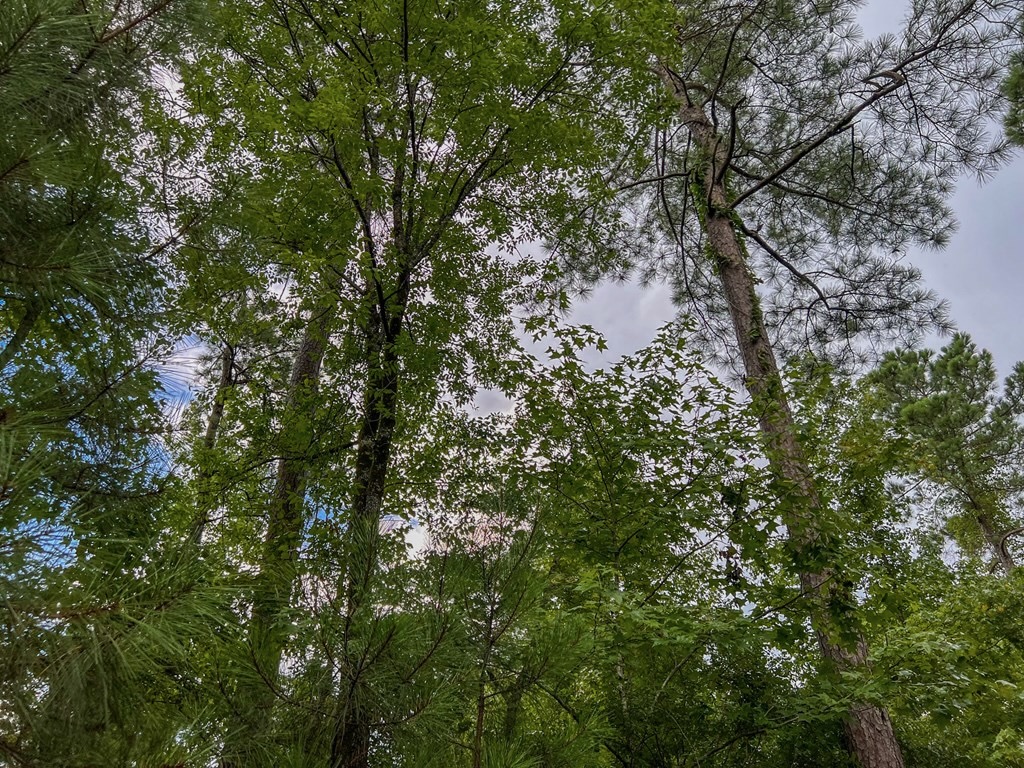 Hunting Land for Sale in Hinds County, MS