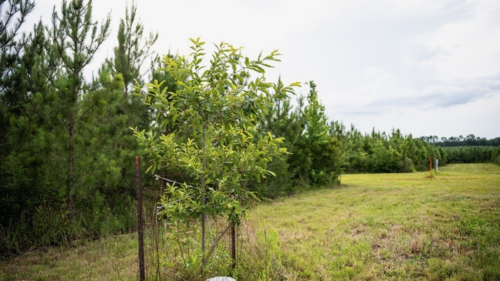 Mississippi Hunting Land – Easy 88 in Magnolia/Osyka