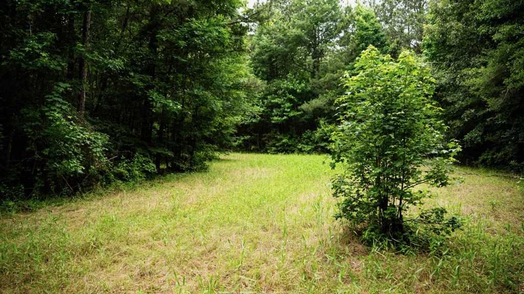 Hunting Land Near Homochitto National Forest, MS