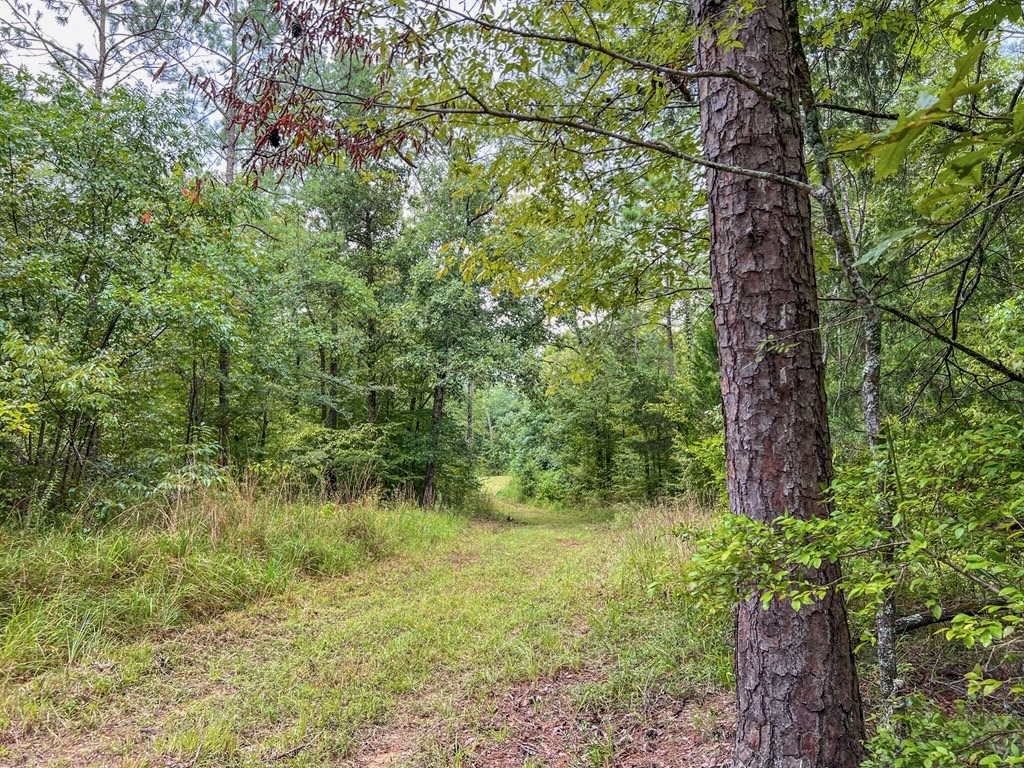 Hunting Land for Sale in Hinds County, MS