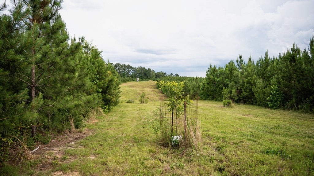 Mississippi Hunting Land – Easy 88 in Magnolia/Osyka