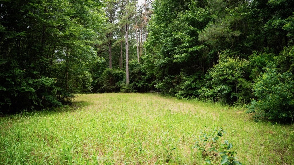 Hunting Land Near Homochitto National Forest, MS