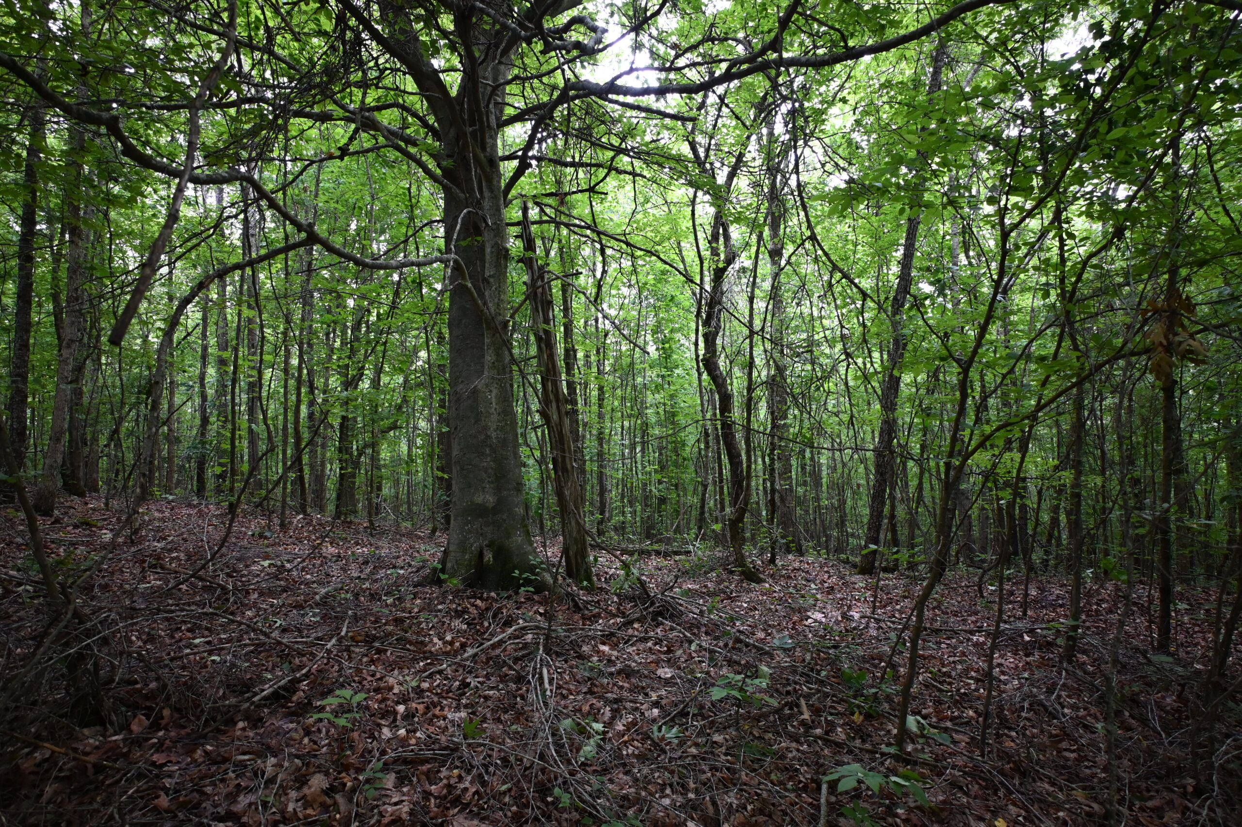 65.84 Acres for Sale in Decaturville, Tennessee
