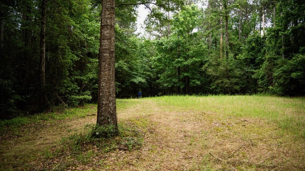 Hunting Land Near Homochitto National Forest, MS