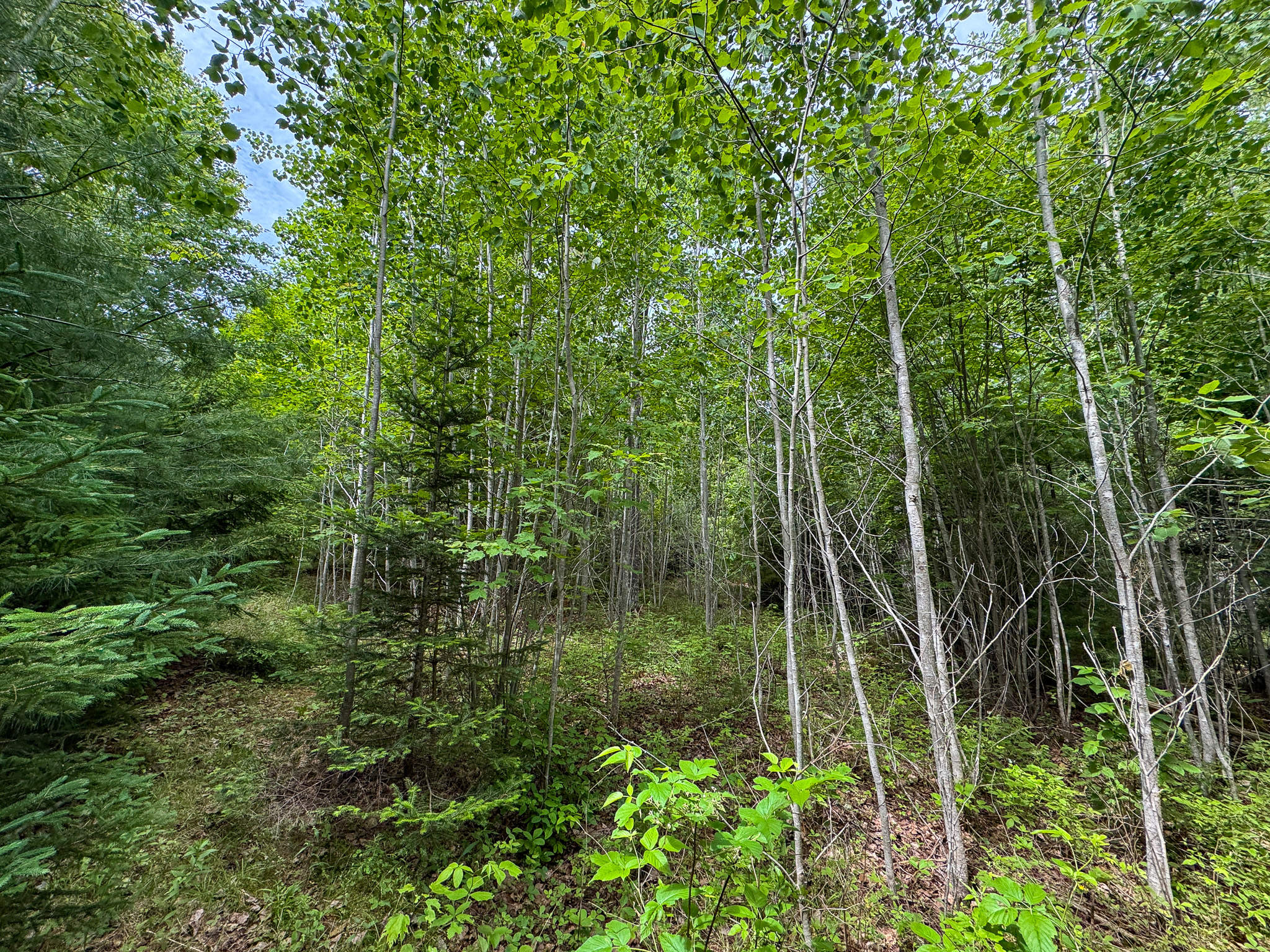 Off-Grid Maine Cabin for Sale | 26 Acres with Stream Frontage
