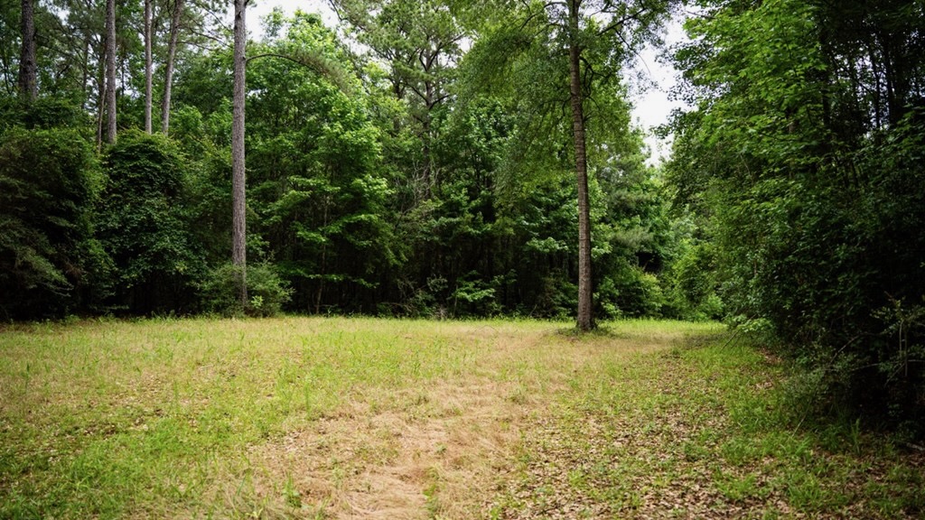 Hunting Land Near Homochitto National Forest, MS