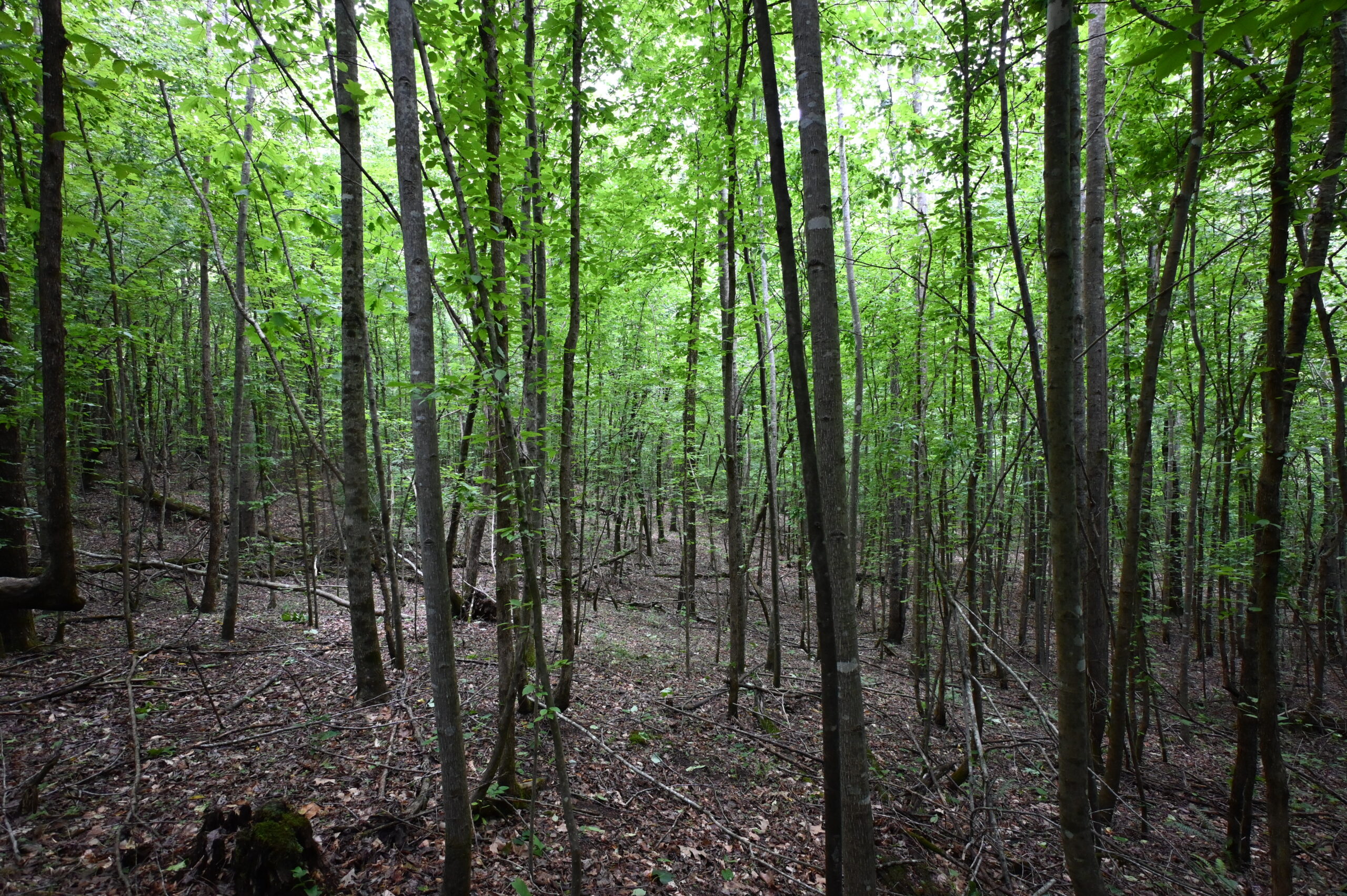 65.84 Acres for Sale in Decaturville, Tennessee