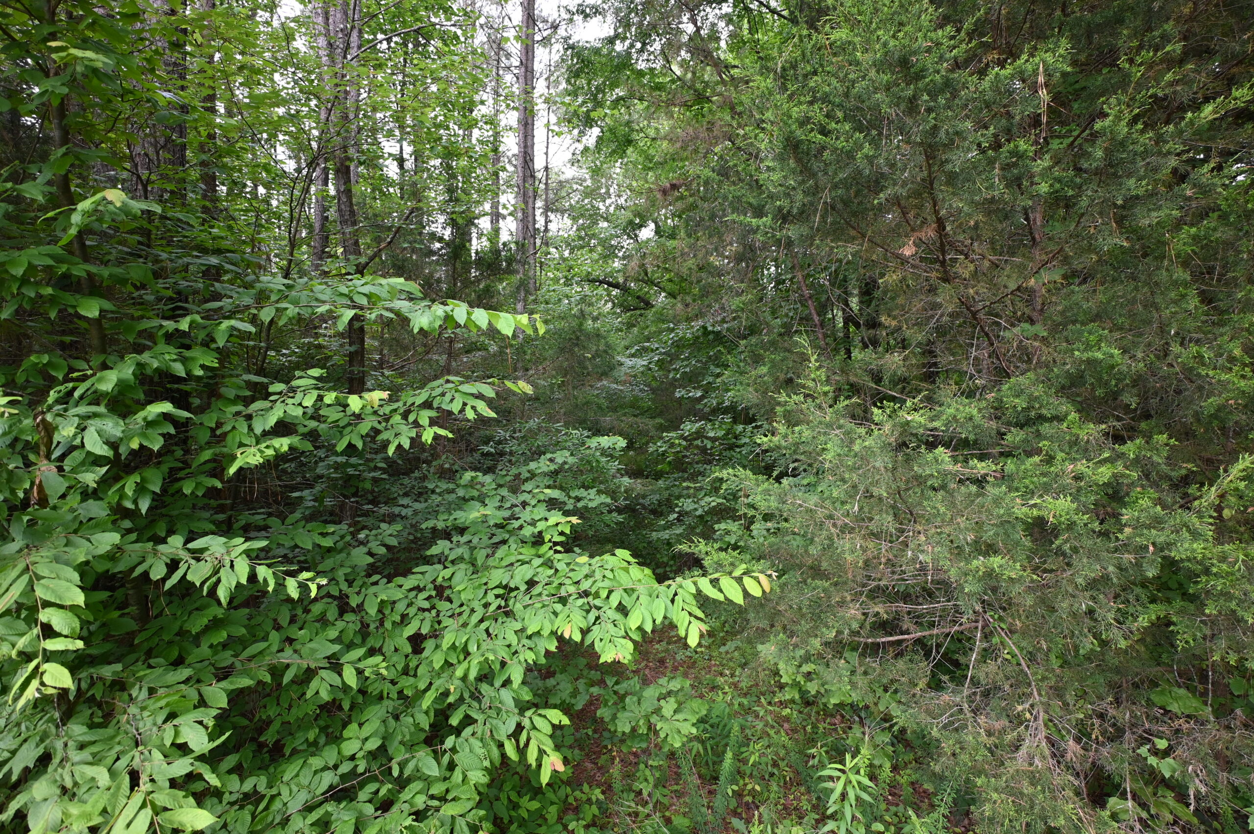 65.84 Acres for Sale in Decaturville, Tennessee