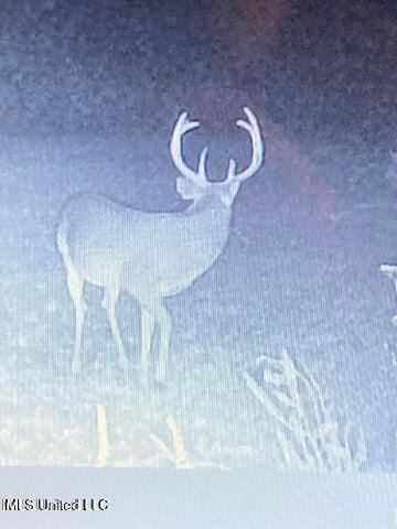 60 Acres For Sale In Yazoo County, MS