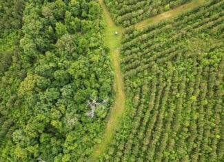 Hunting Land in Morehouse Parish, LA – Cypress Bayou 85