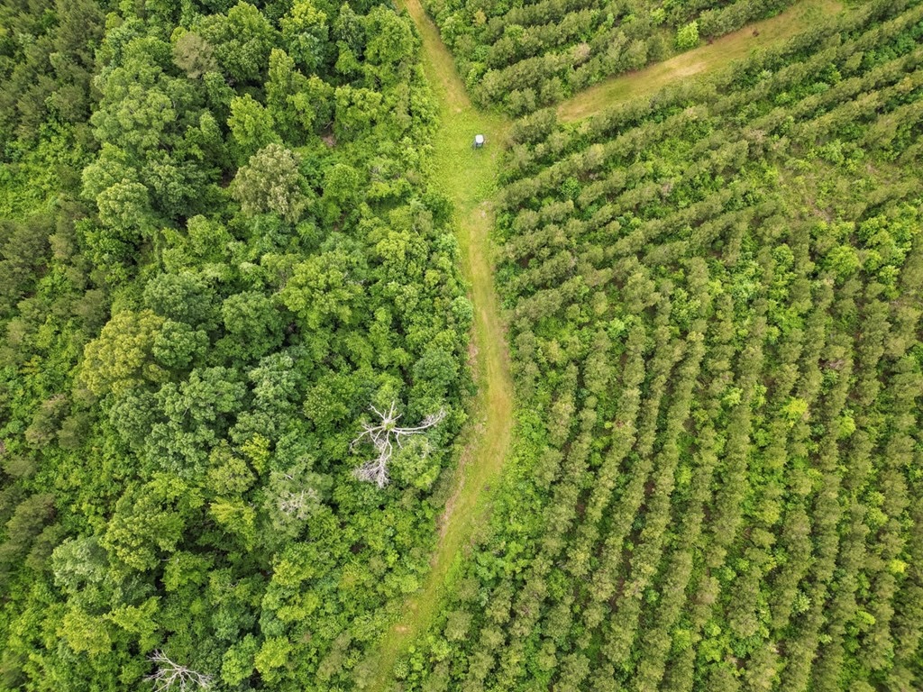 Hunting Land in Morehouse Parish, LA – Cypress Bayou 85