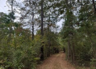 Land on the Tangipahoa River in Pike County, MS