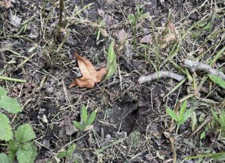 HUNTING LAND WITH SPRING / CREEK IN HARDIN COUNTY, 100 ACRES+/-