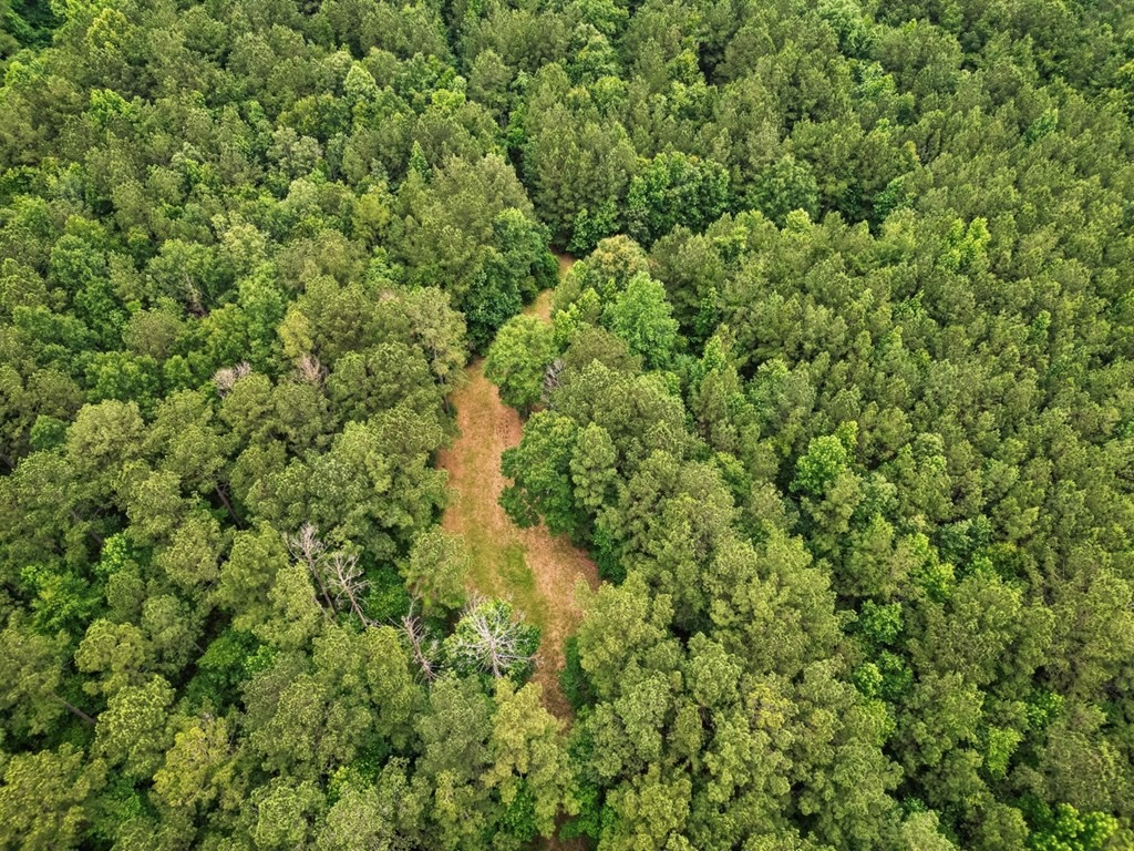 Hunting Land Near Homochitto National Forest, MS