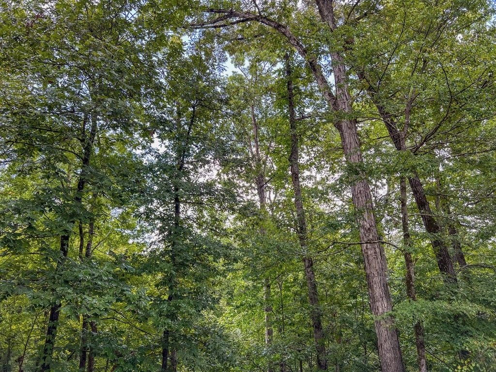 Hunting Land for Sale in Hinds County, MS