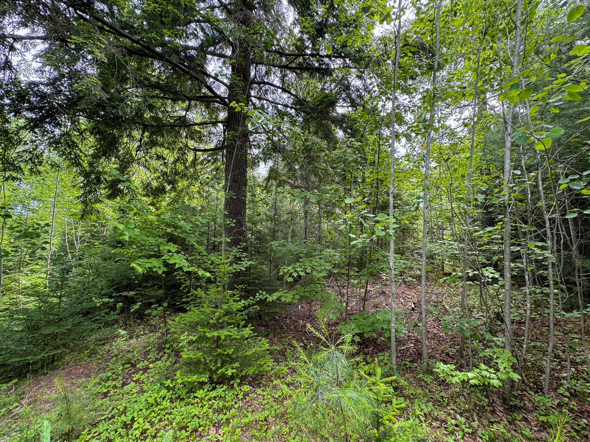 Off-Grid Maine Cabin for Sale | 26 Acres with Stream Frontage