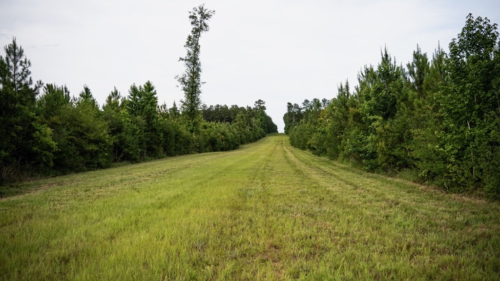 Mississippi Hunting Land – Easy 88 in Magnolia/Osyka