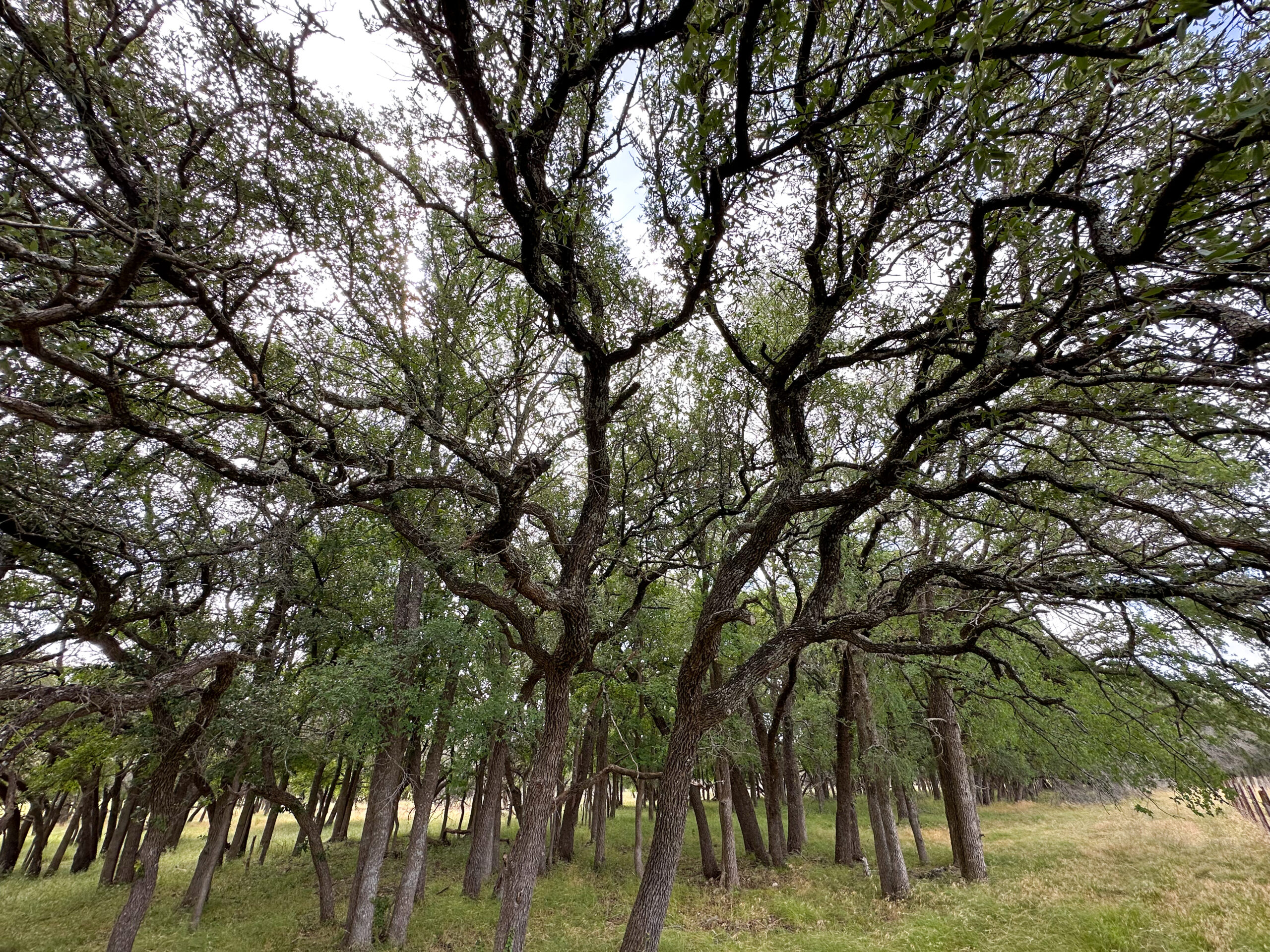 Own a Stunning Piece of Central Texas Land – Build, Hunt, or Escape