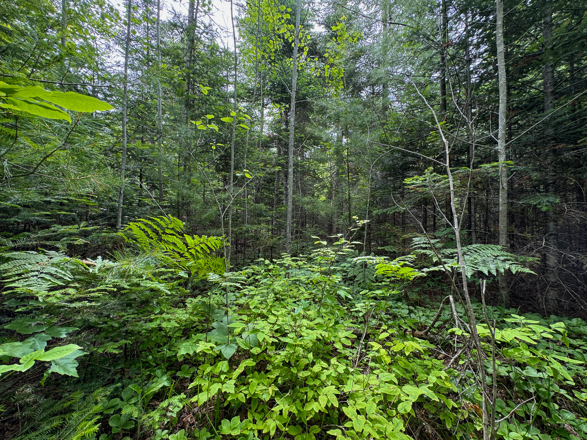 Off-Grid Maine Cabin for Sale | 26 Acres with Stream Frontage