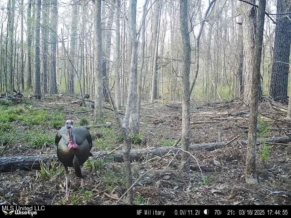 Great Homesite and Hunting Tract in Hermanville, MS