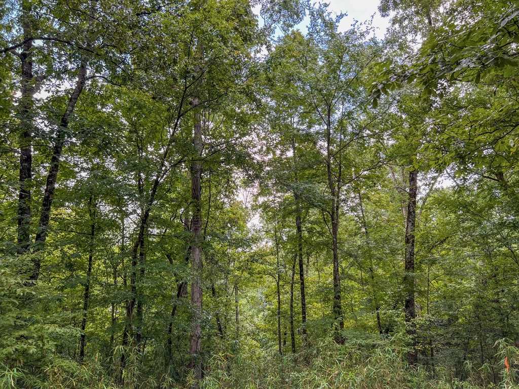 Hunting Land for Sale in Hinds County, MS