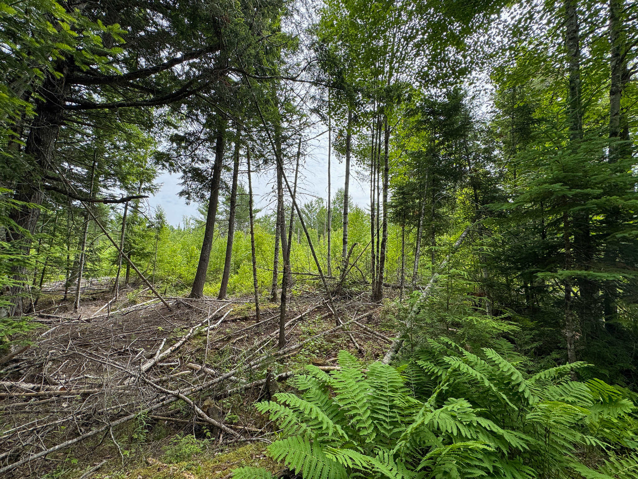 Off-Grid Maine Cabin for Sale | 26 Acres with Stream Frontage