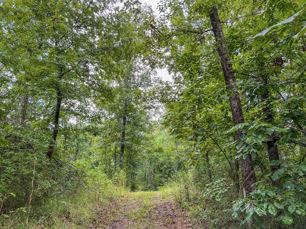Hunting Land for Sale in Hinds County, MS