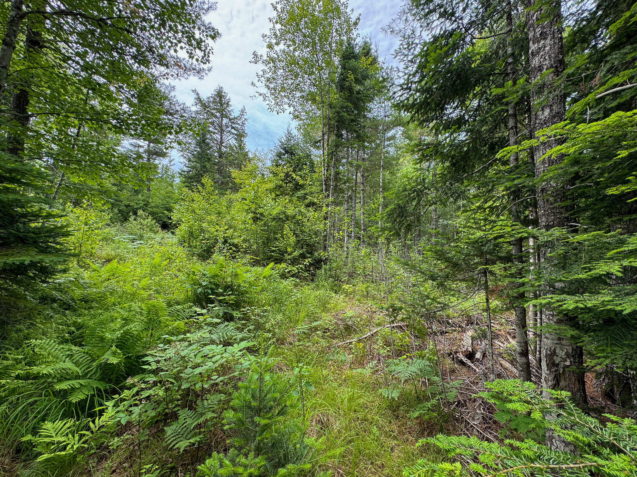 Off-Grid Maine Cabin for Sale | 26 Acres with Stream Frontage